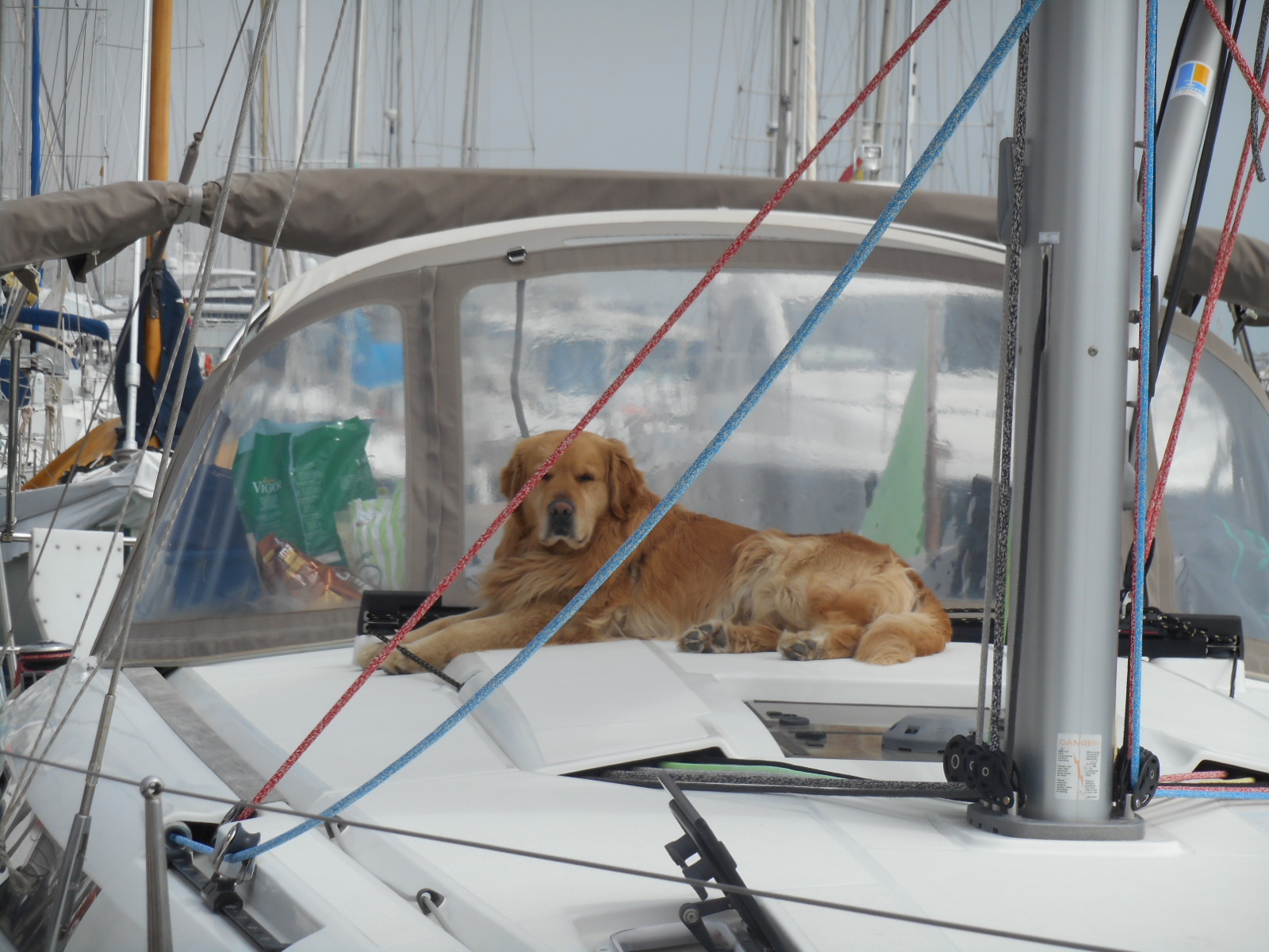 Mascotas a bordo del barco 