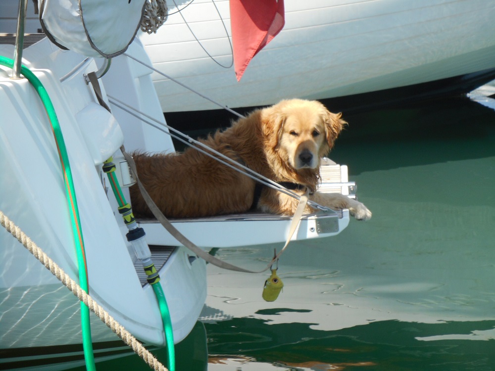 Mascotas a bordo del barco