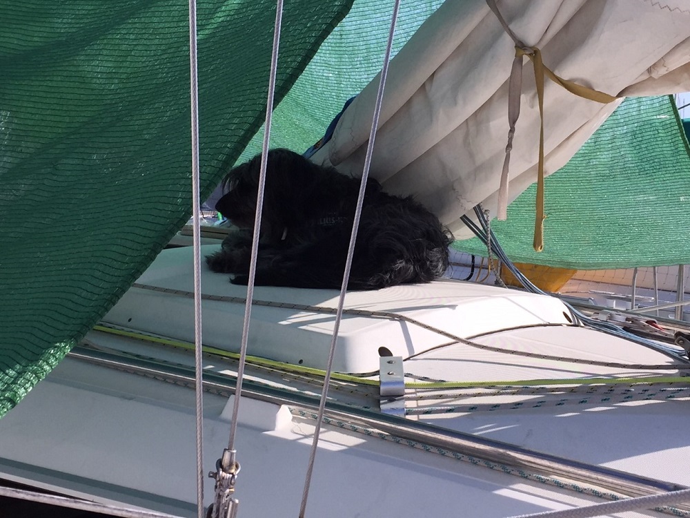 Mascotas a bordo del barco 